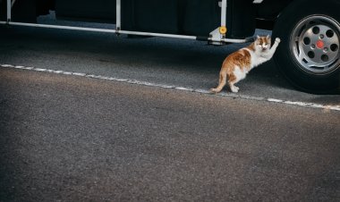 شوارع الرياض ومأساة القطط الضالة: مشاهد يومية لا يلتفت إليها أحد