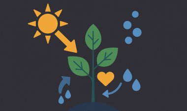 كيف تصنع النباتات غذاءها؟