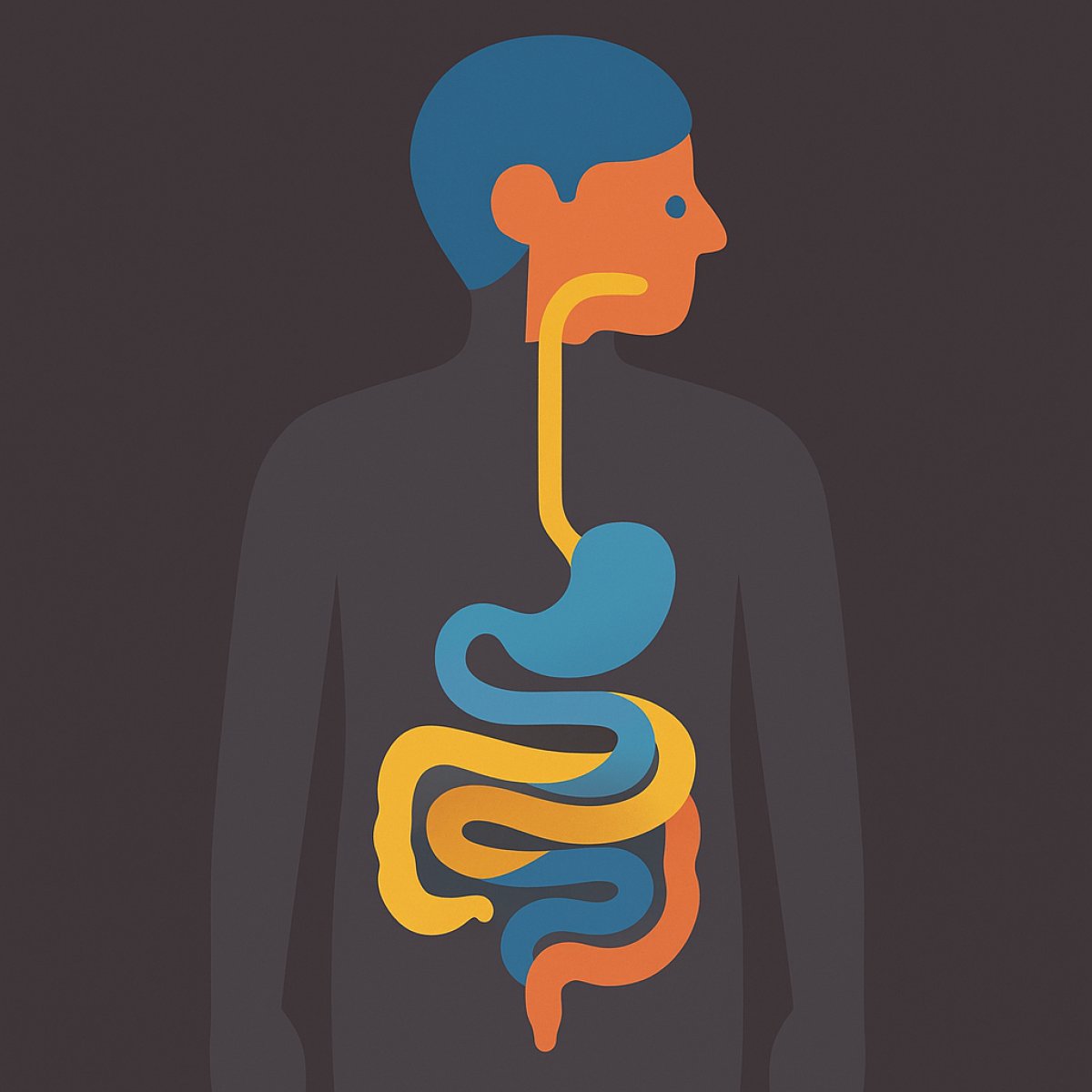 كيف يعمل الجهاز الهضمي وماهي مكوناته